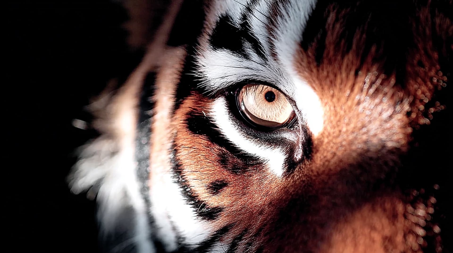 Tiger BioSciences · regenerative medicine platform